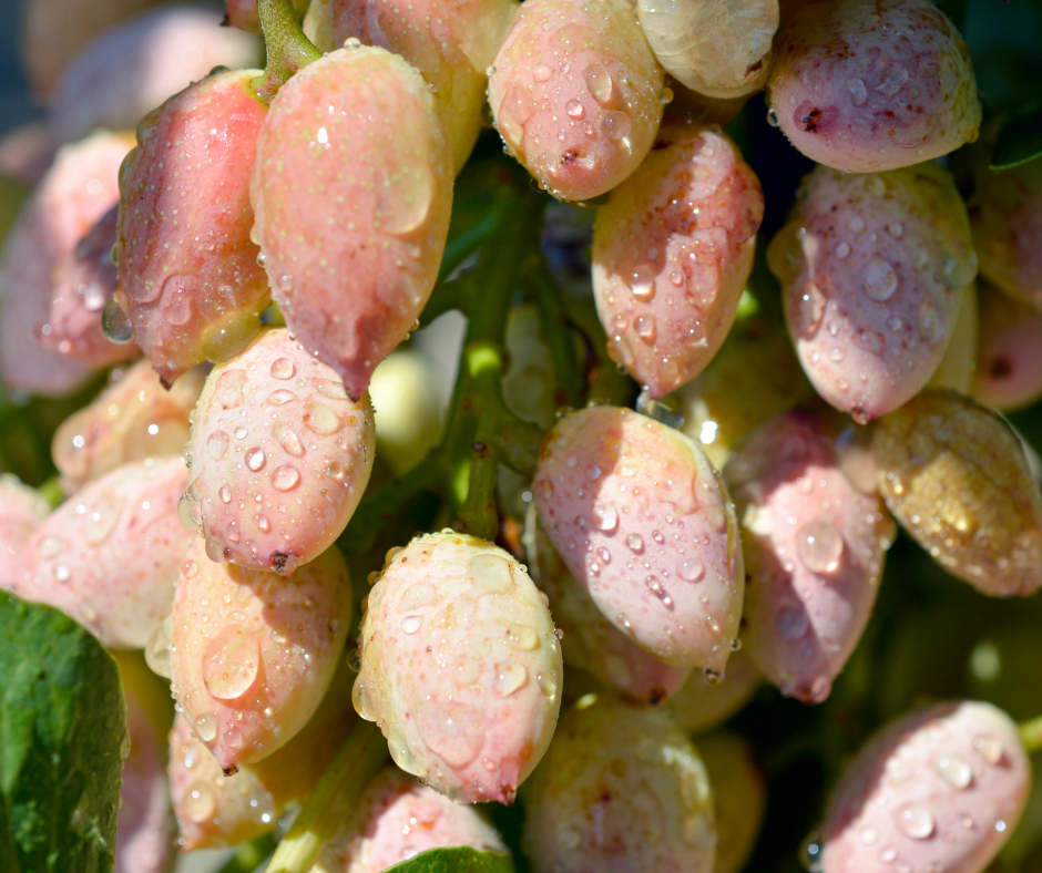 How And Where Do Pistachios Grow? Ayoub's Dried Fruits & Nuts