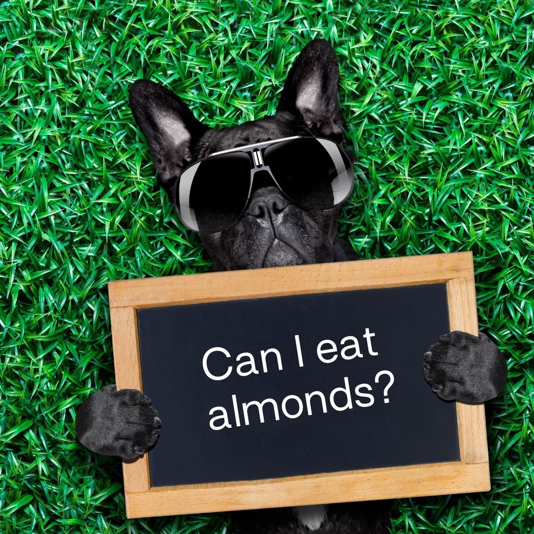 Dog eat cheap almond