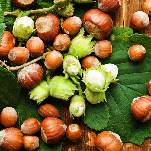 All about Hazelnuts