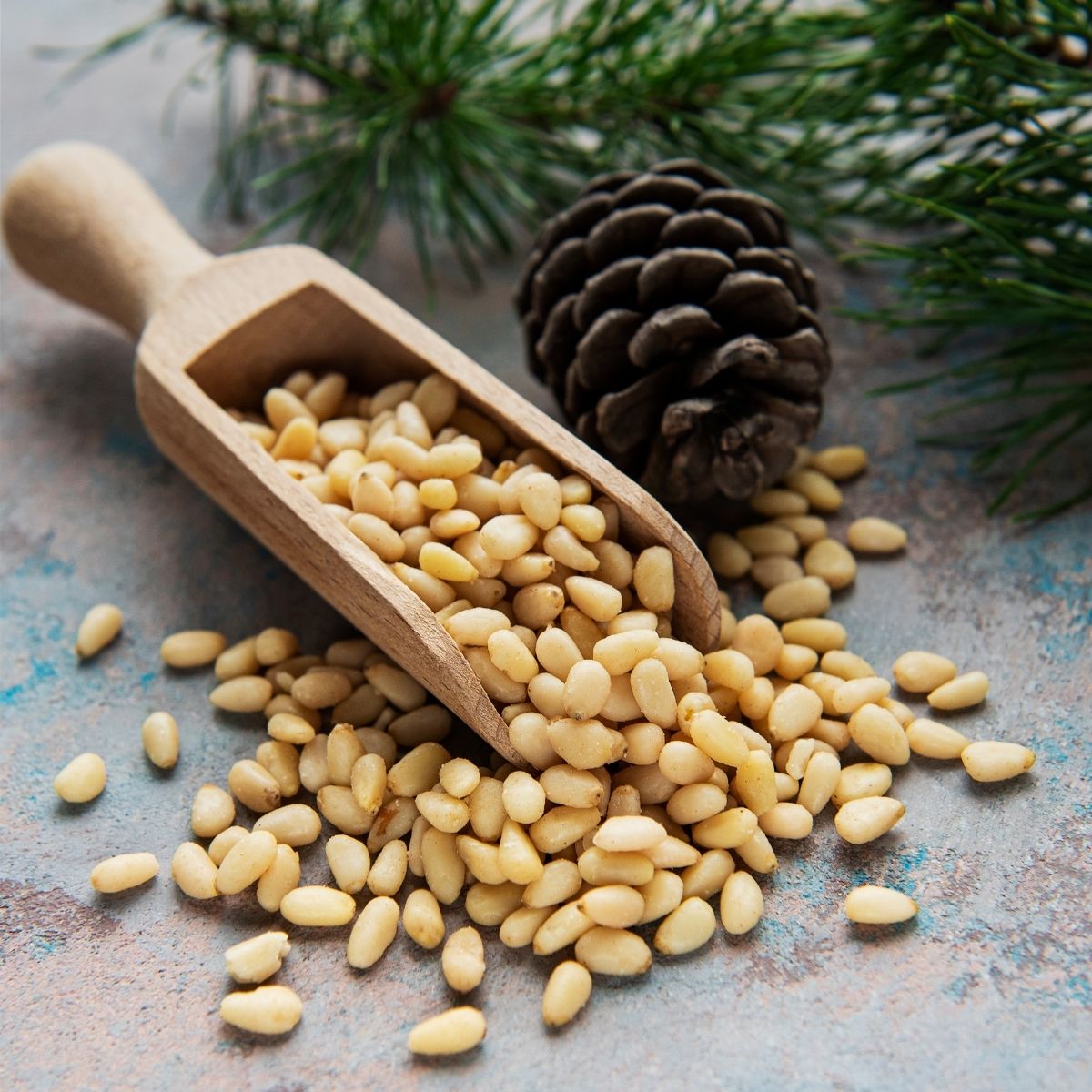 Why Are Pine Nuts So Expensive? Discover the Cost, Harvesting & Flavor – Ayoub's Dried Fruits & Nuts