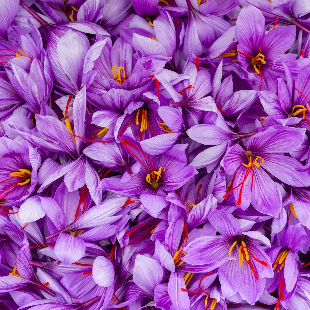 Close-up of freshly picked crocus flowers, showing bright saffron threads inside.