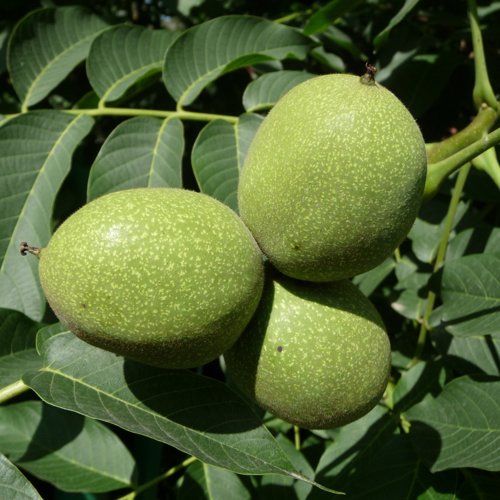 Three unripe green walnuts with a speckled surface growing on a tree branch surrounded by large, textured leaves, illuminated by natural sunlight.