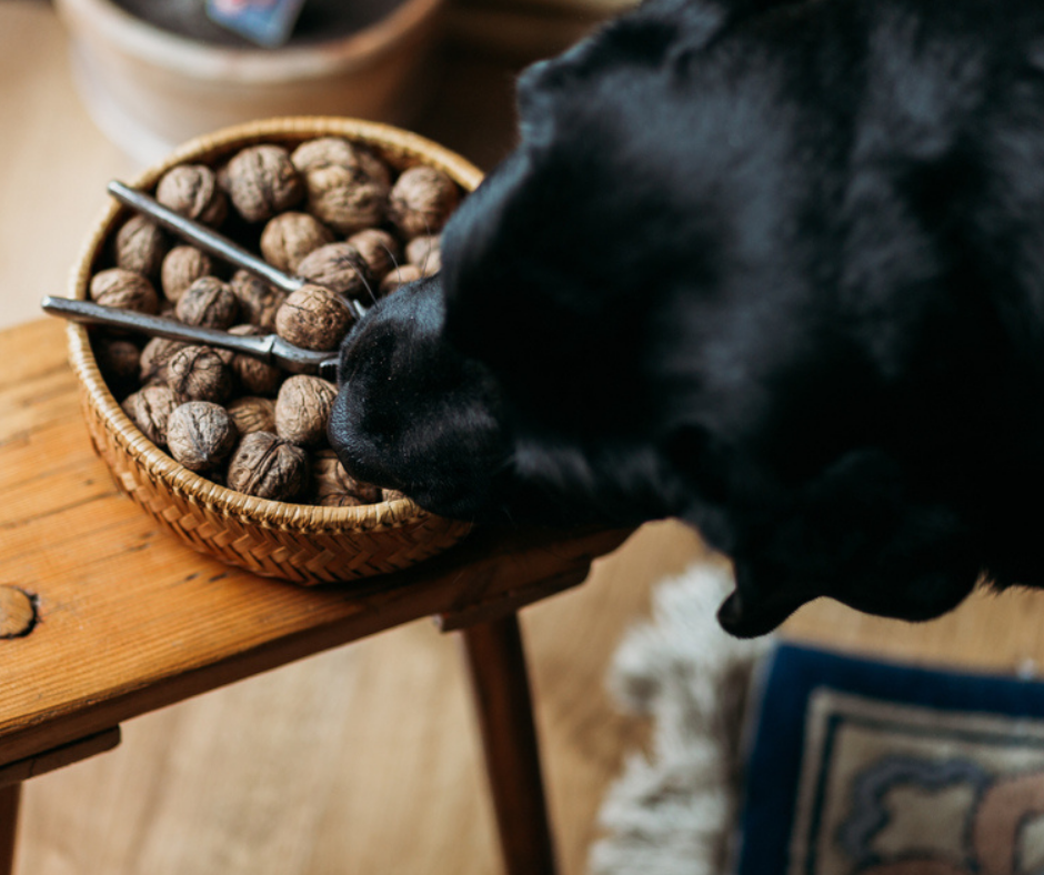 Are Nuts And Seeds Safe For Dogs To Eat?