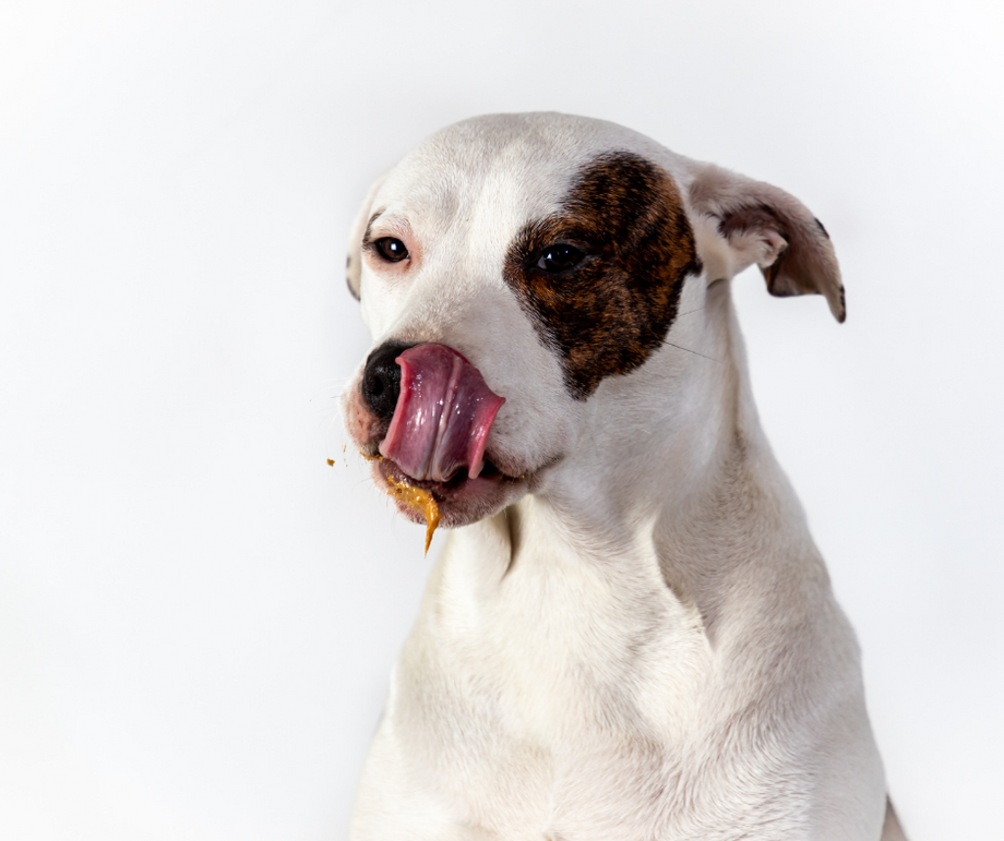 Dogs like peanut sales butter