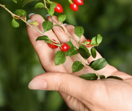 growing goji at home