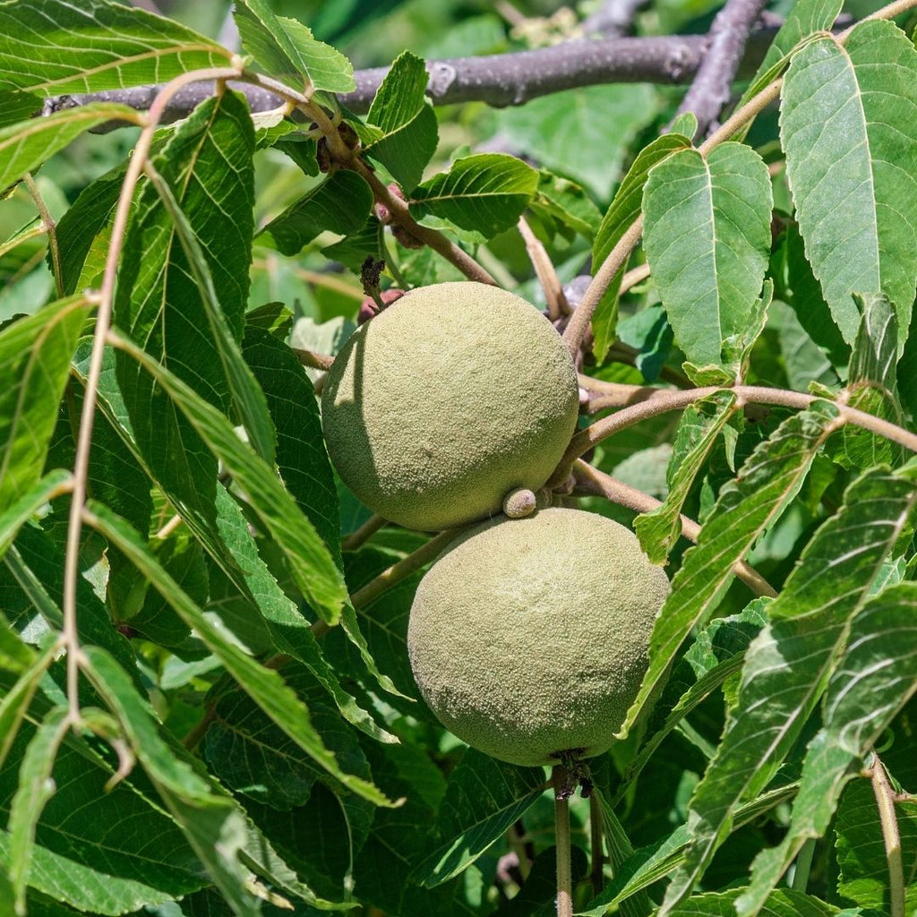 The Main Varieties Of Walnuts And Their Origin