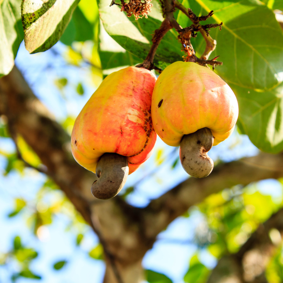 How are cashews grown deals