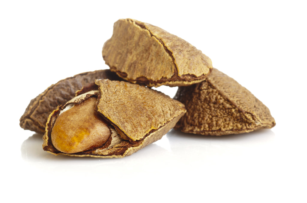How Are Brazil Nuts Harvested?