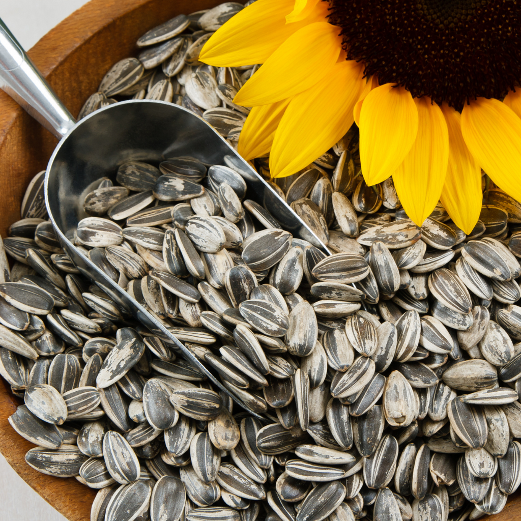 wooden bowl full of unshelled sunflower seeds with a metal scoop and a sunflower sitting on top